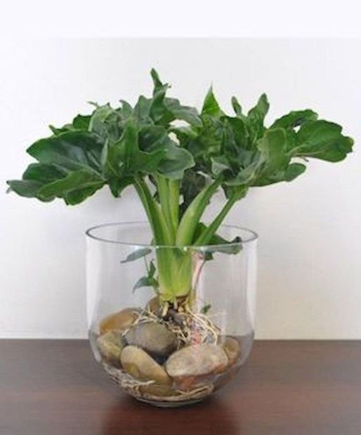 Garden Contractor in Jaipur